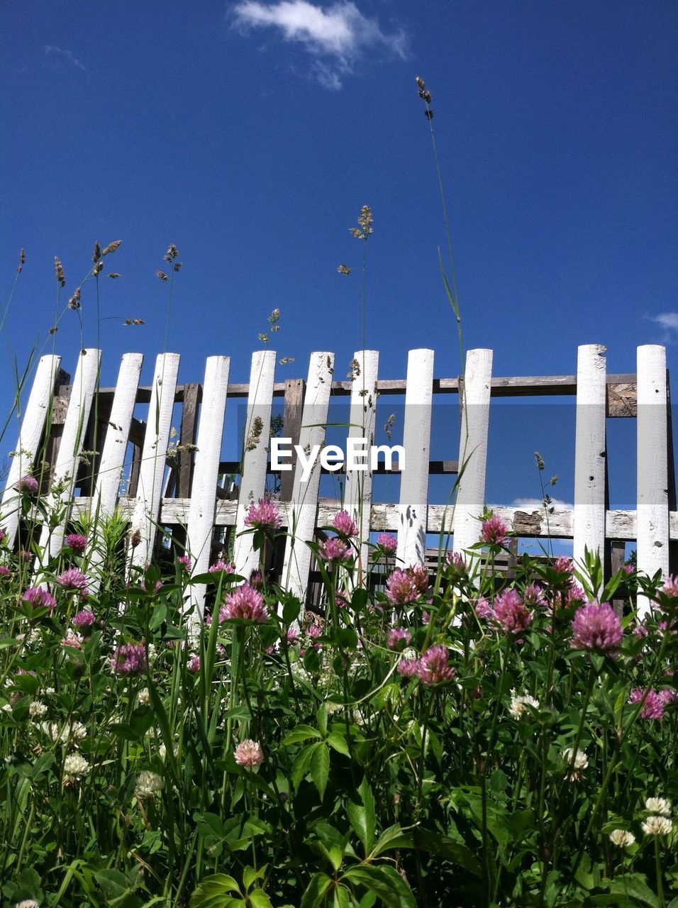 Low angle view of plants and white fence against blue sky