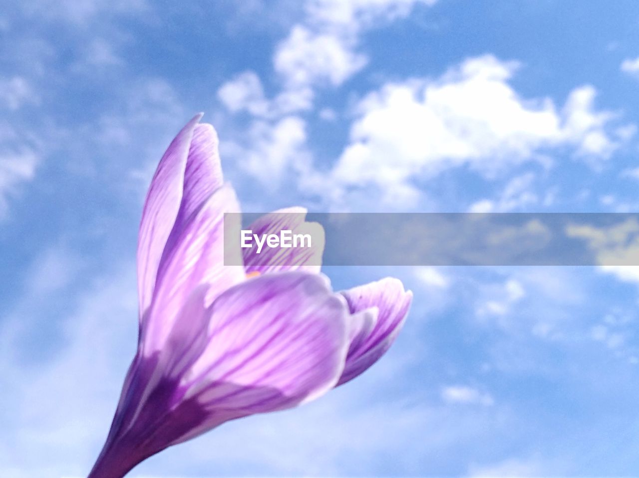 low angle view of pink flowering plant against sky