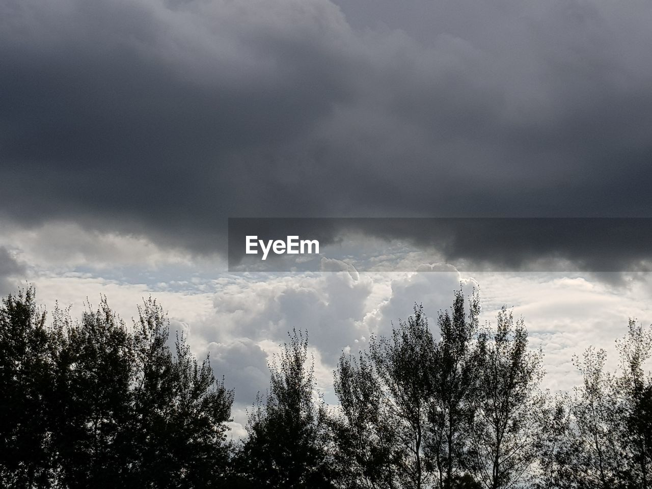 LOW ANGLE VIEW OF TREES AGAINST SKY