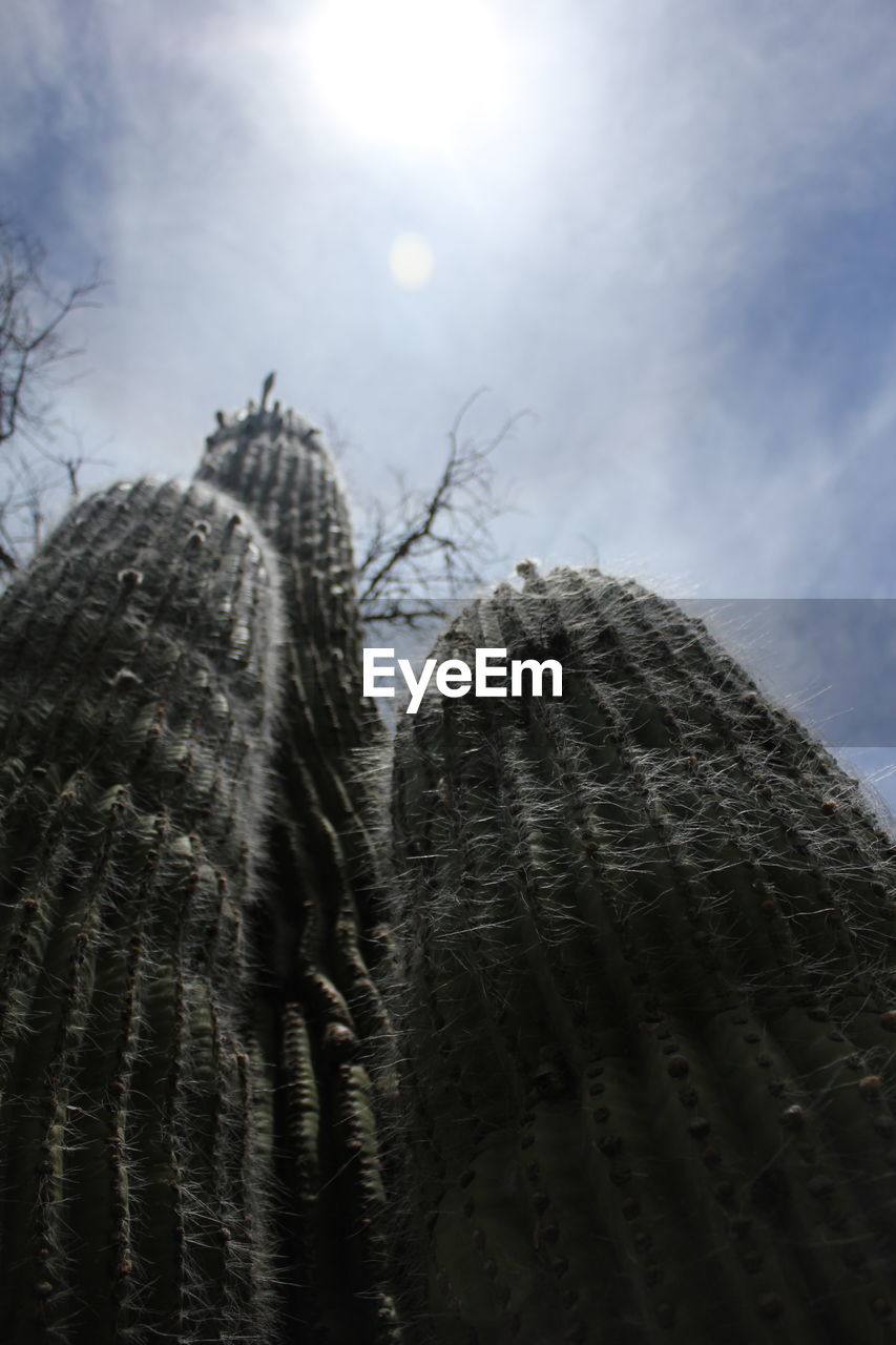 Low angle view of cactuses growing against sky