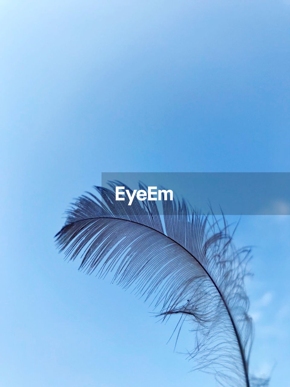 CLOSE-UP OF FEATHER AGAINST BLUE SKY