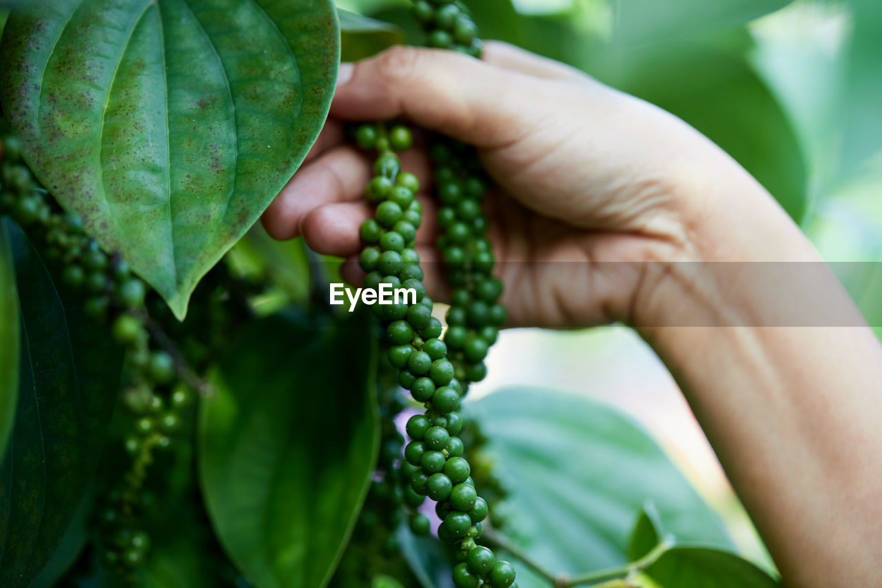 Close-up of hand harvesting fresh peppercorn in the garden