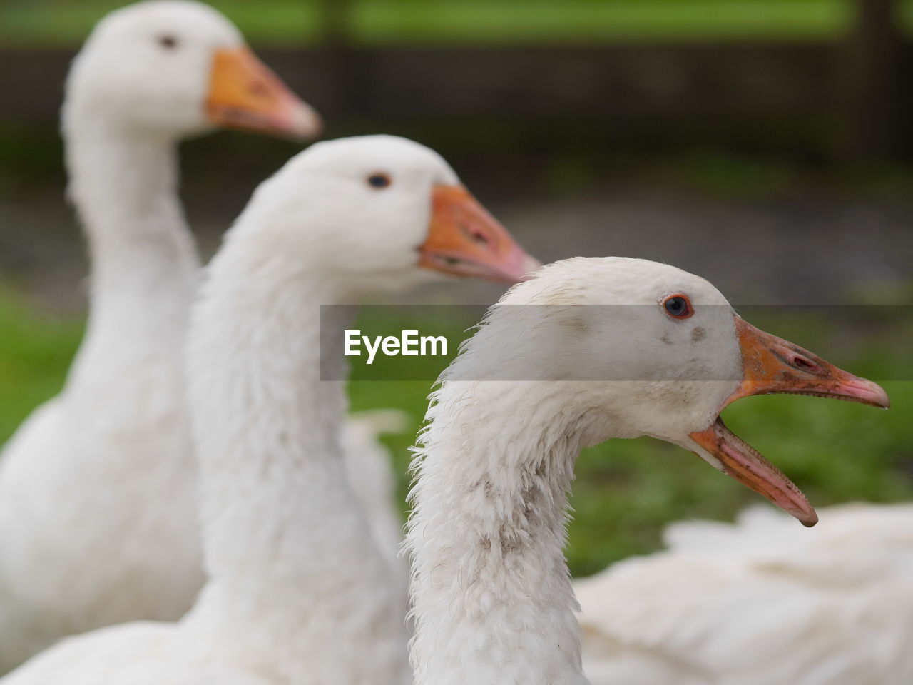 Close-up of white geese on field