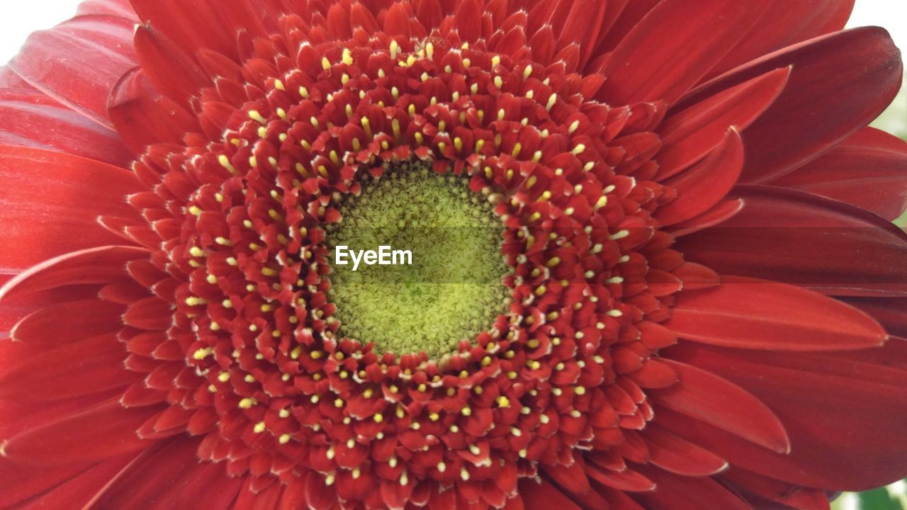 FULL FRAME SHOT OF RED SUNFLOWER