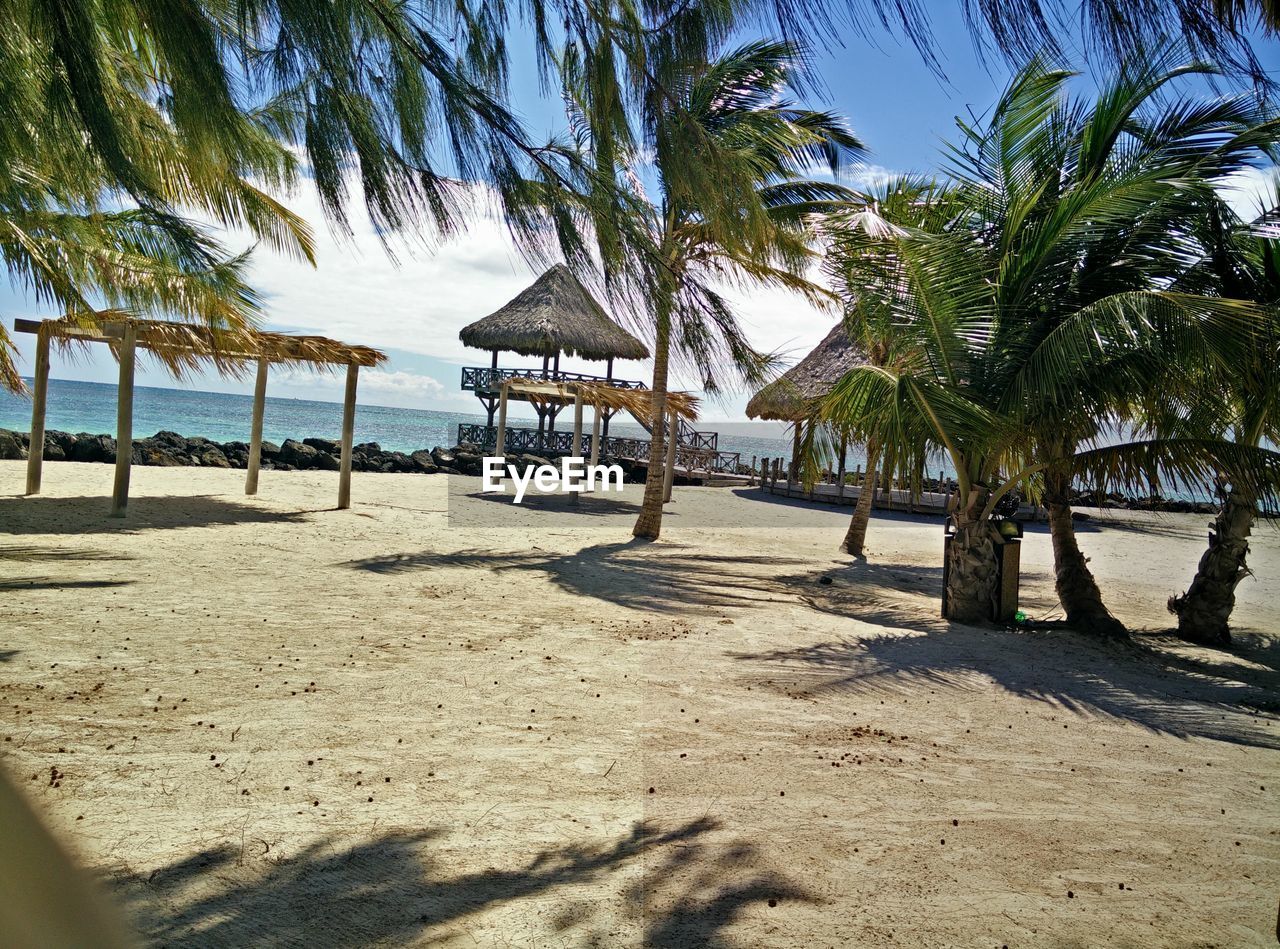 Palm trees at beach on sunny day