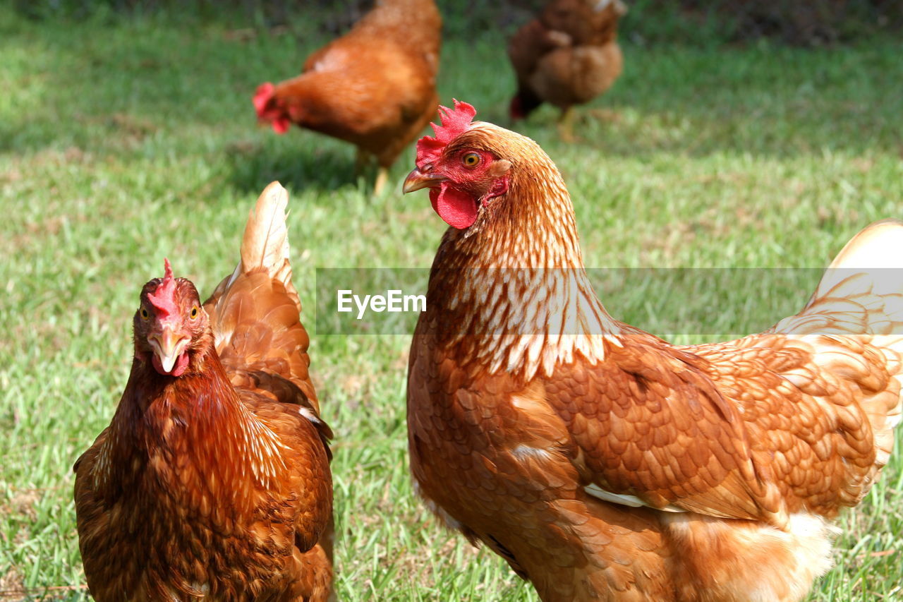 CLOSE-UP OF ROOSTER