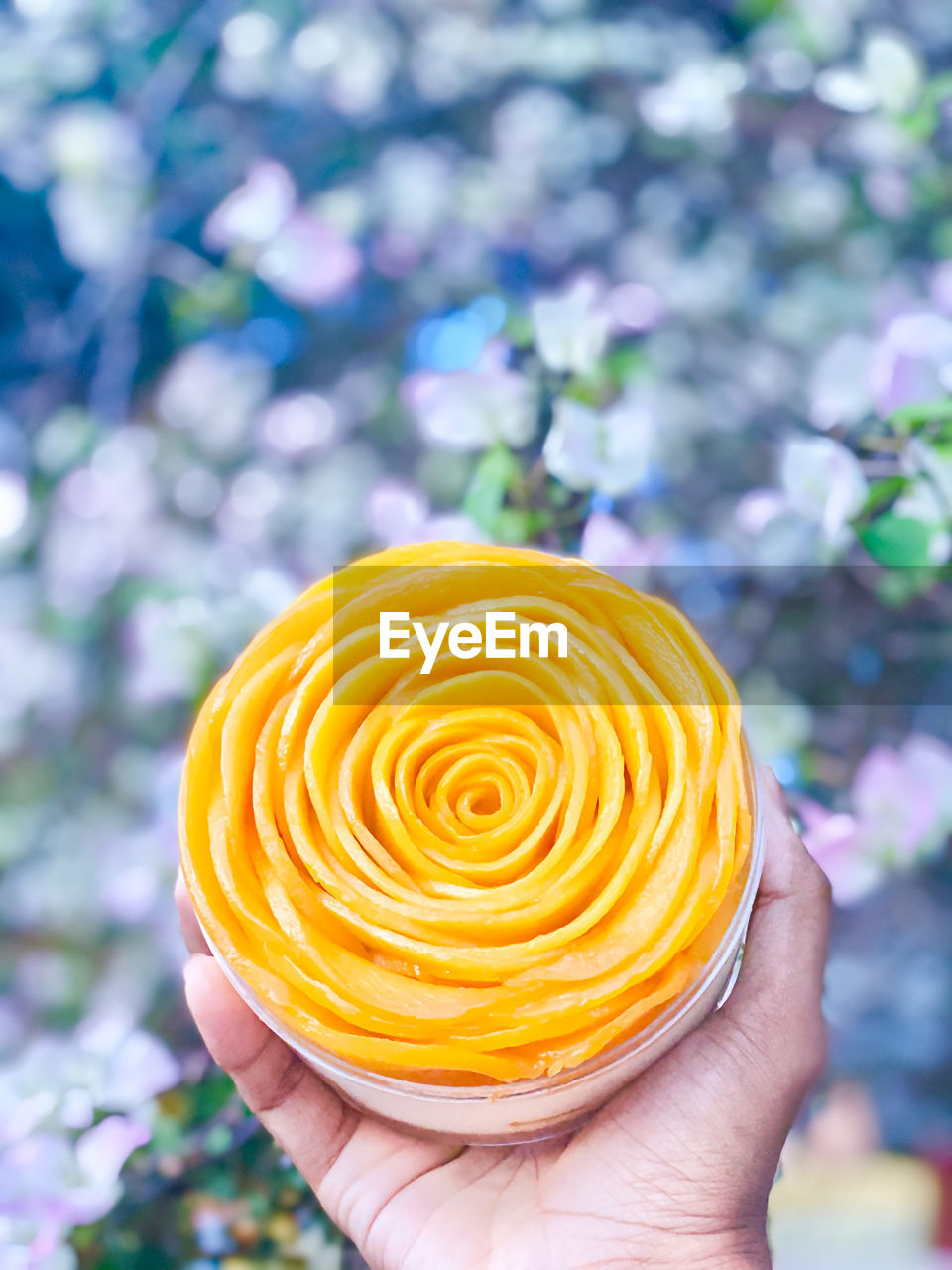 CLOSE-UP OF PERSON HOLDING YELLOW ROSE