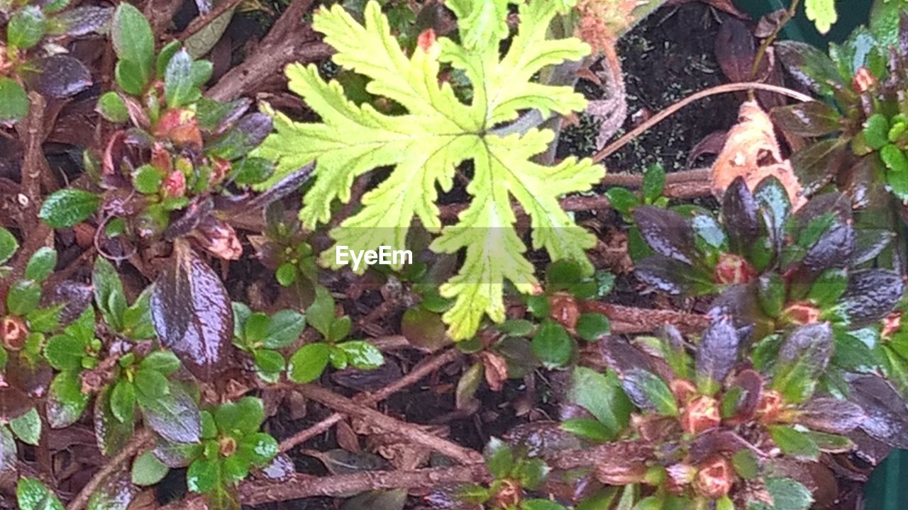 PLANTS GROWING ON TREE TRUNK