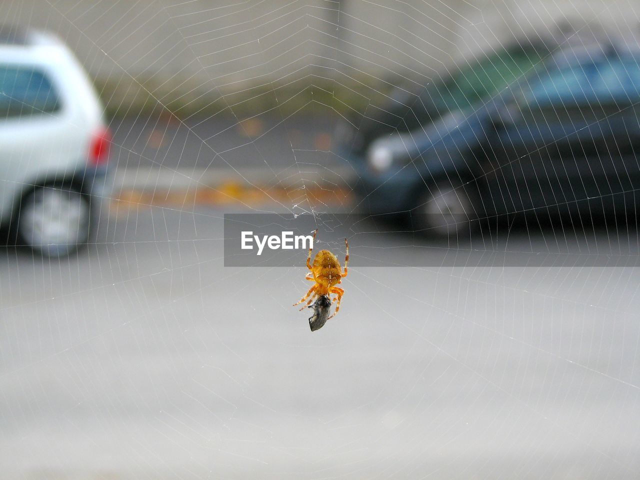 Close-up of spider with prey on web against cars at street