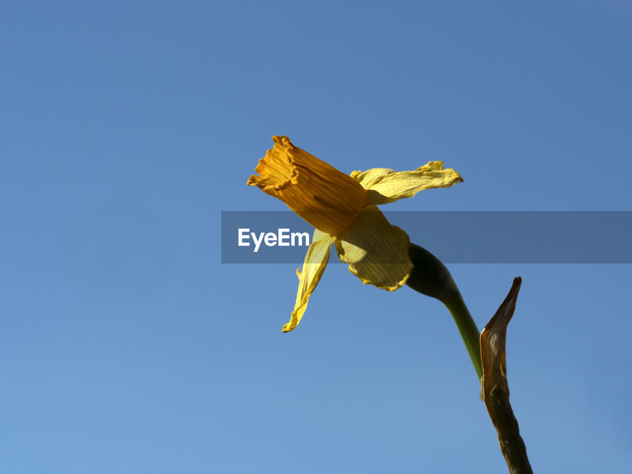 LOW ANGLE VIEW OF FLOWERING PLANT AGAINST CLEAR BLUE SKY