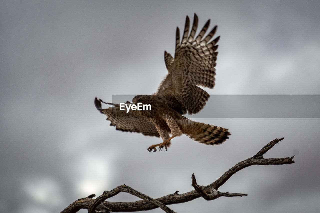 LOW ANGLE VIEW OF OWL FLYING AGAINST SKY