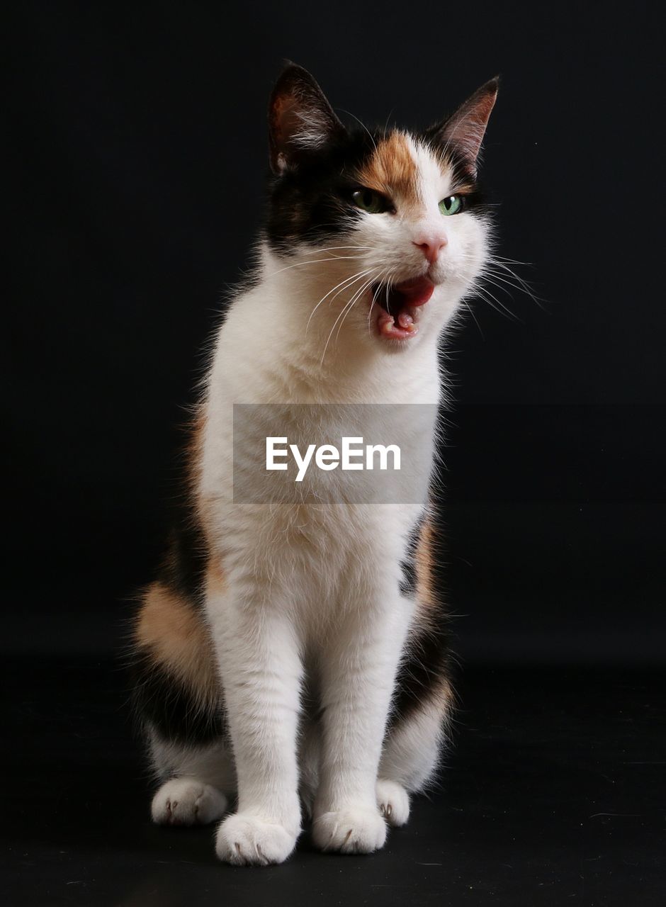 CLOSE-UP OF CAT LOOKING AWAY AGAINST BLACK BACKGROUND