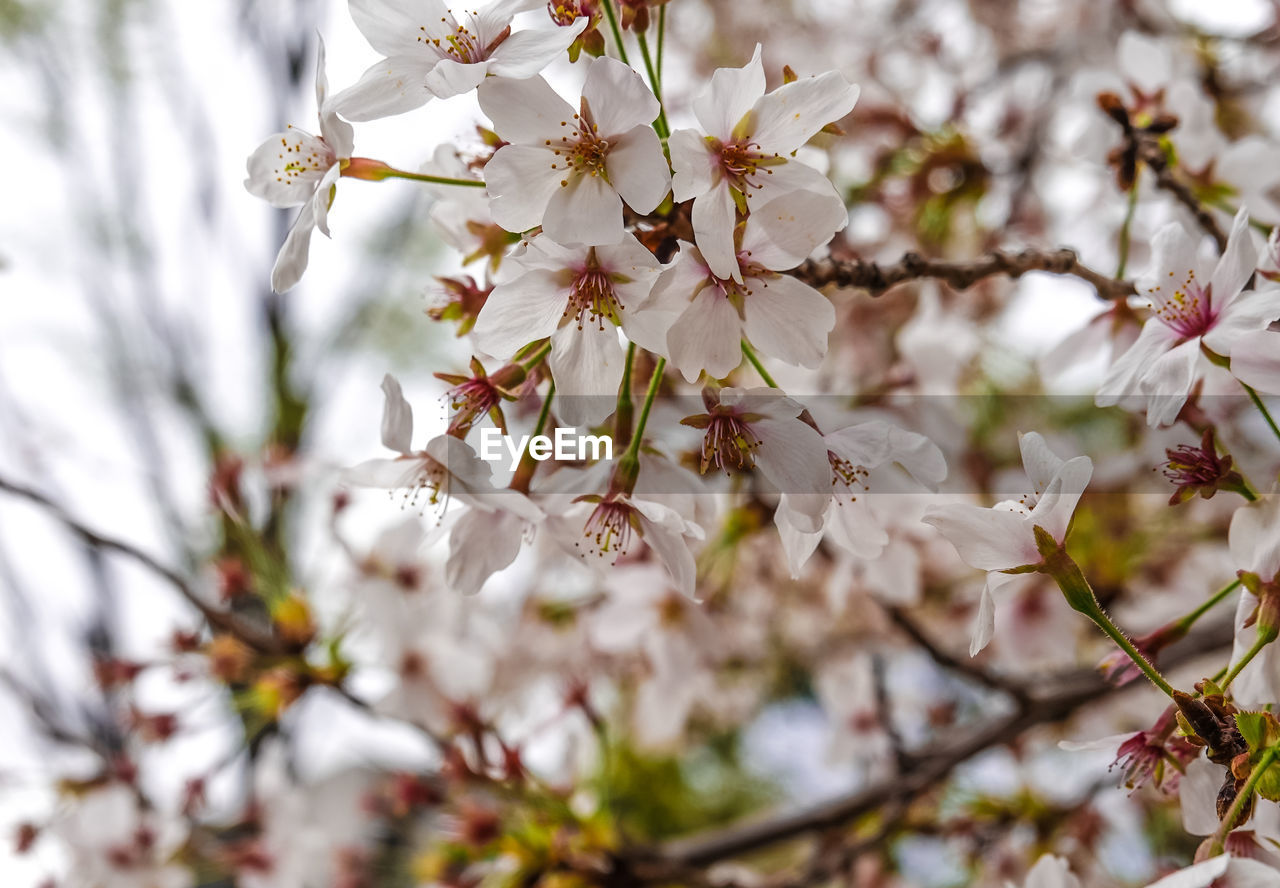plant, flower, tree, flowering plant, blossom, beauty in nature, springtime, fragility, freshness, growth, branch, nature, cherry blossom, spring, close-up, white, no people, produce, outdoors, day, food, focus on foreground, twig, pink, flower head, almond tree, cherry tree, botany, inflorescence, petal, almond, tranquility, selective focus, fruit tree, sky, food and drink, fruit, cherry, backgrounds, low angle view