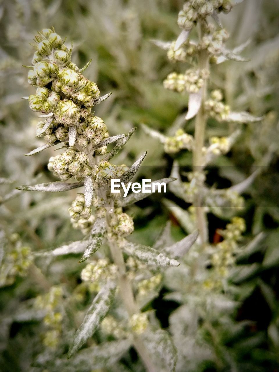 Close-up of white flowers