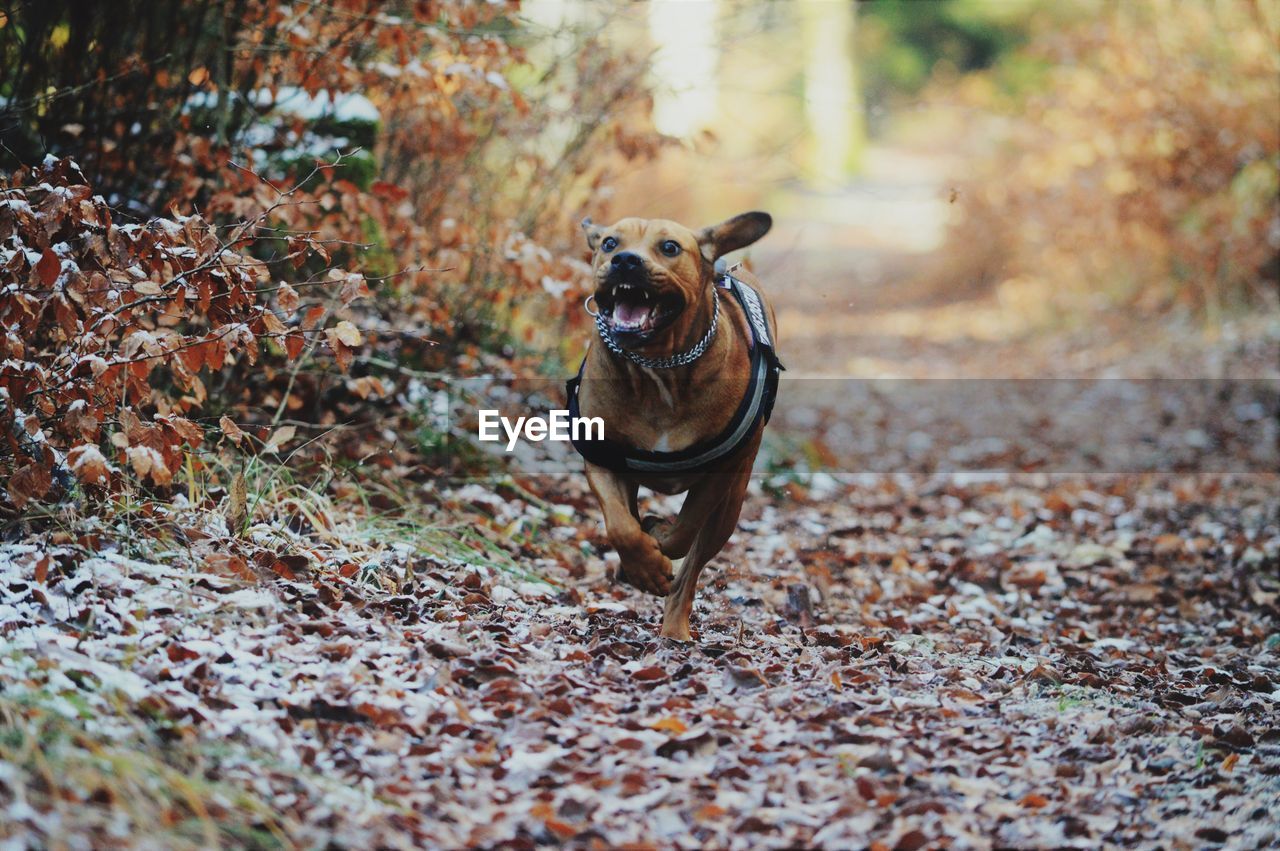 DOG RUNNING ON STREET