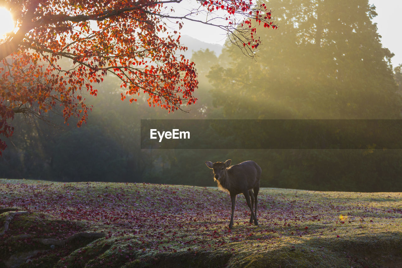 Nara park and deer in the autumn colors