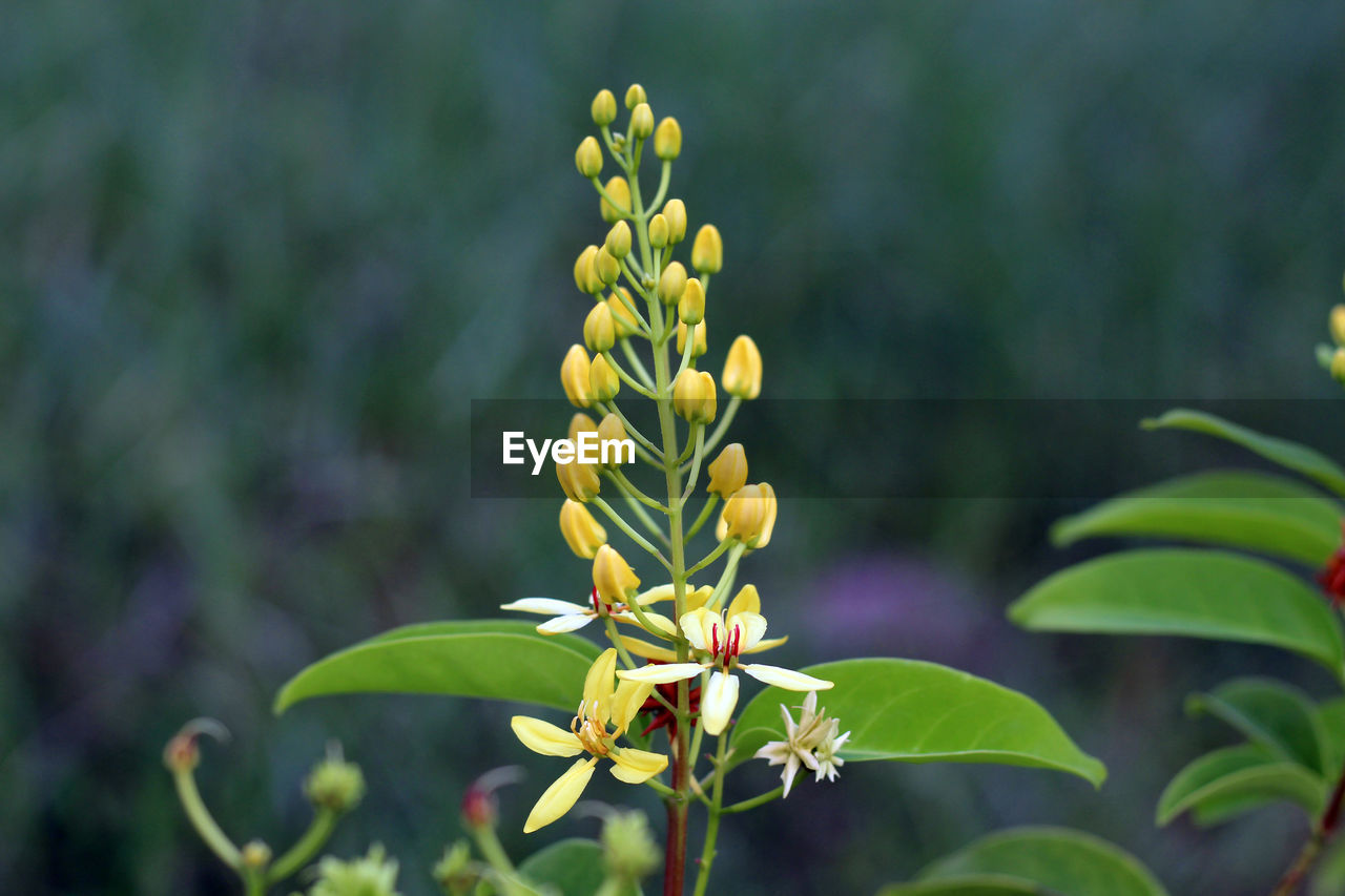 Close-up of yellow flowers blooming outdoors