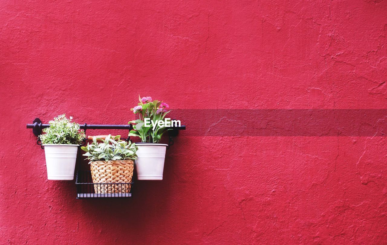 Potted plants against red wall