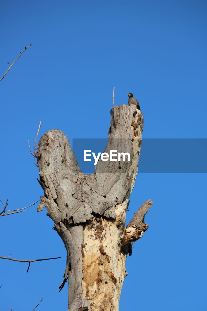 LOW ANGLE VIEW OF BIRD PERCHING ON TREE AGAINST BLUE SKY