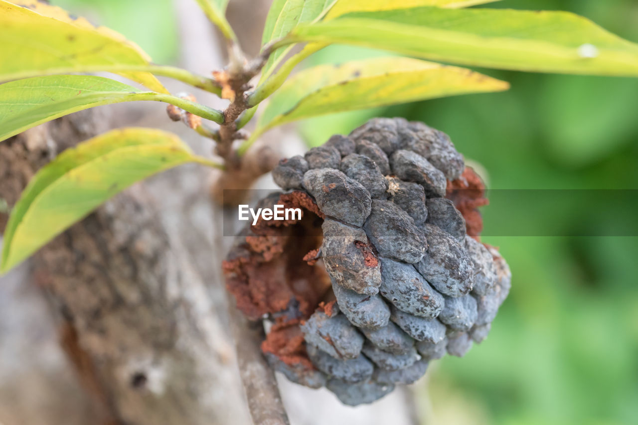 CLOSE-UP OF FRESH FRUIT ON TREE