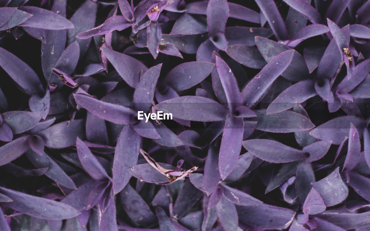 Full frame shot of purple flowering plants