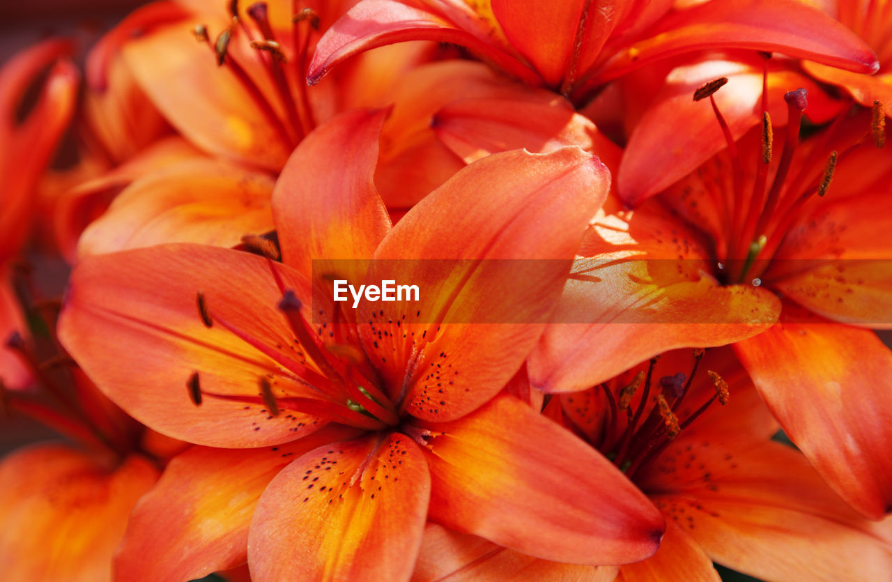 Lots of orange-red flowers in a bundle