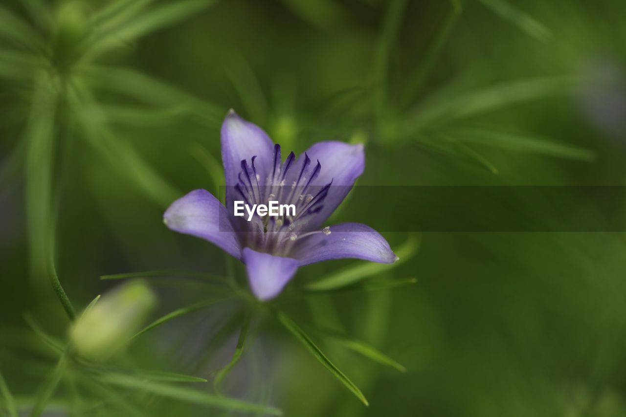 CLOSE-UP OF PURPLE FLOWER AGAINST BLURRED BACKGROUND