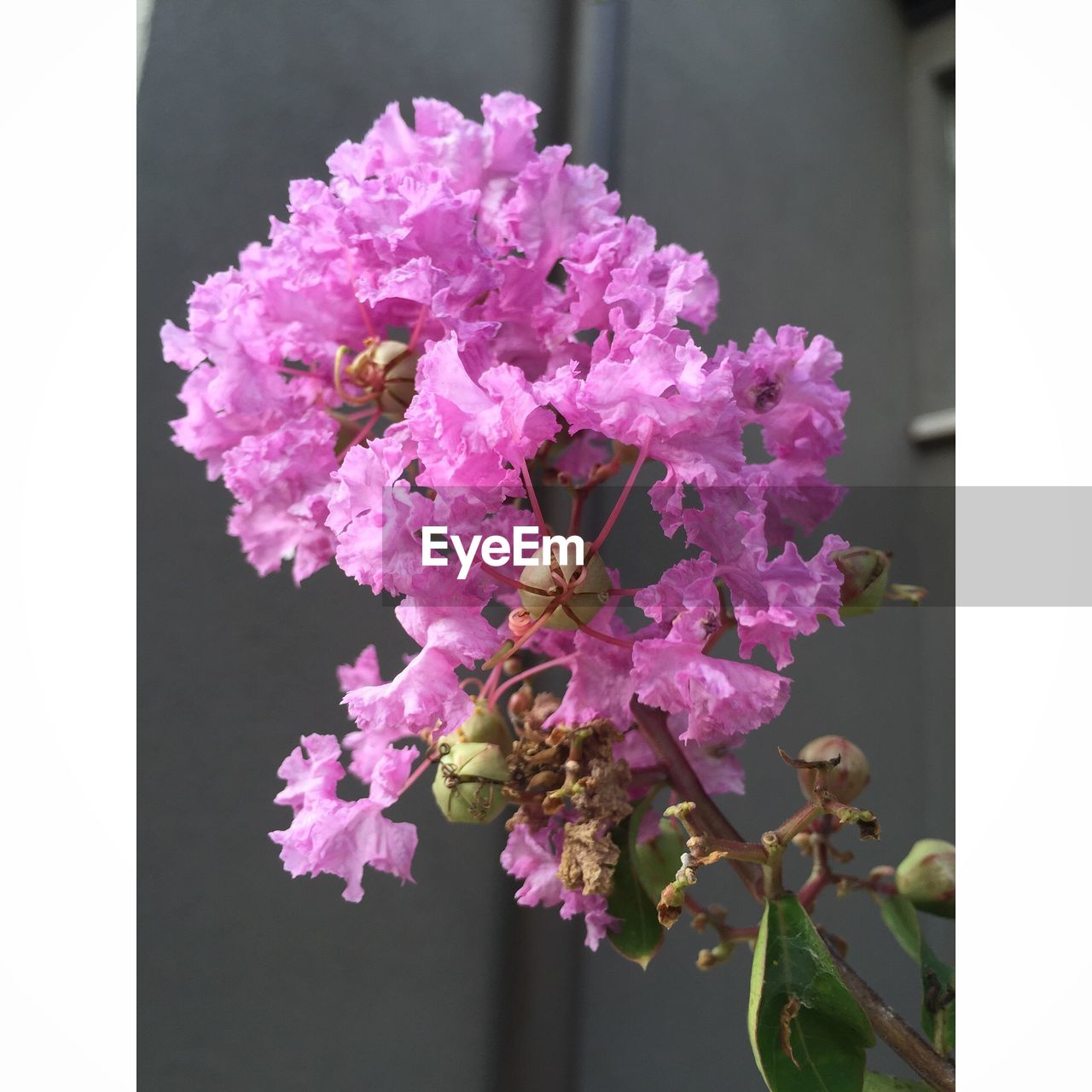 Fresh pink flowers blooming in back yard