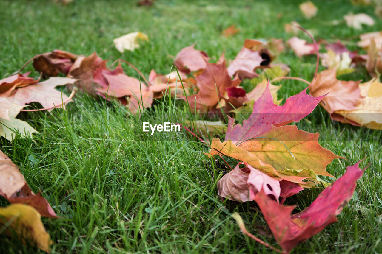 AUTUMN LEAVES ON GRASSY FIELD