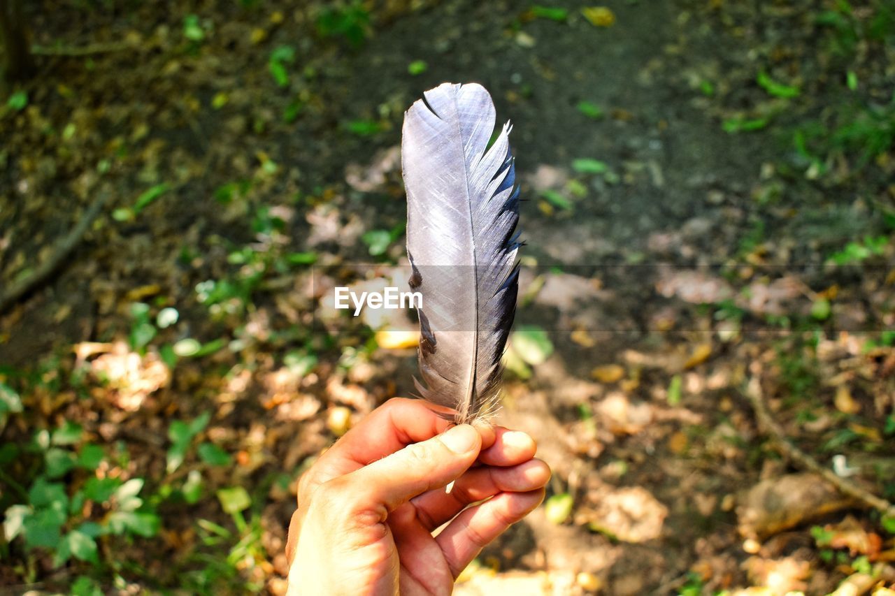 Close-up of hand holding feather