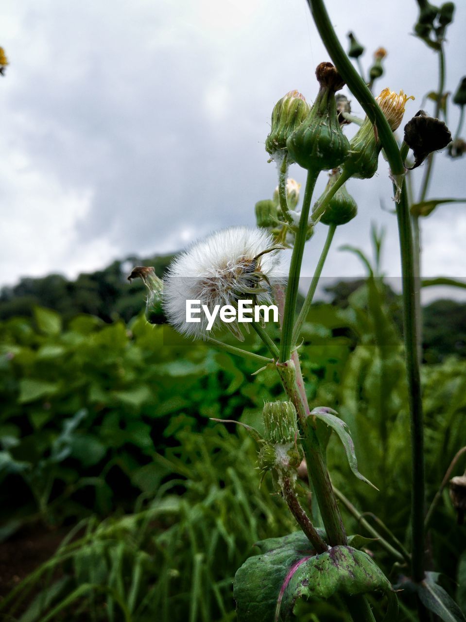 Close-up of flowers blooming against sky