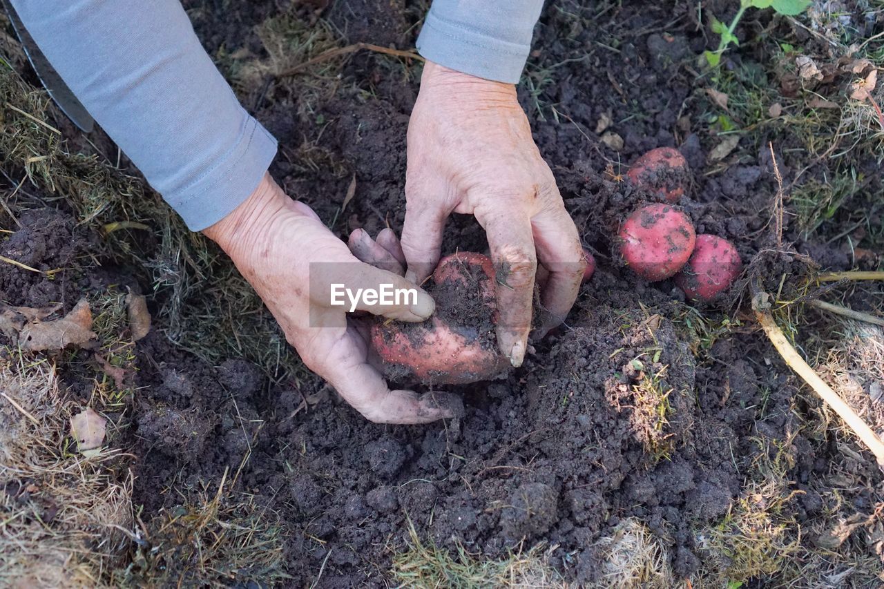 HIGH ANGLE VIEW OF PERSON HAND HOLDING CORN FIELD