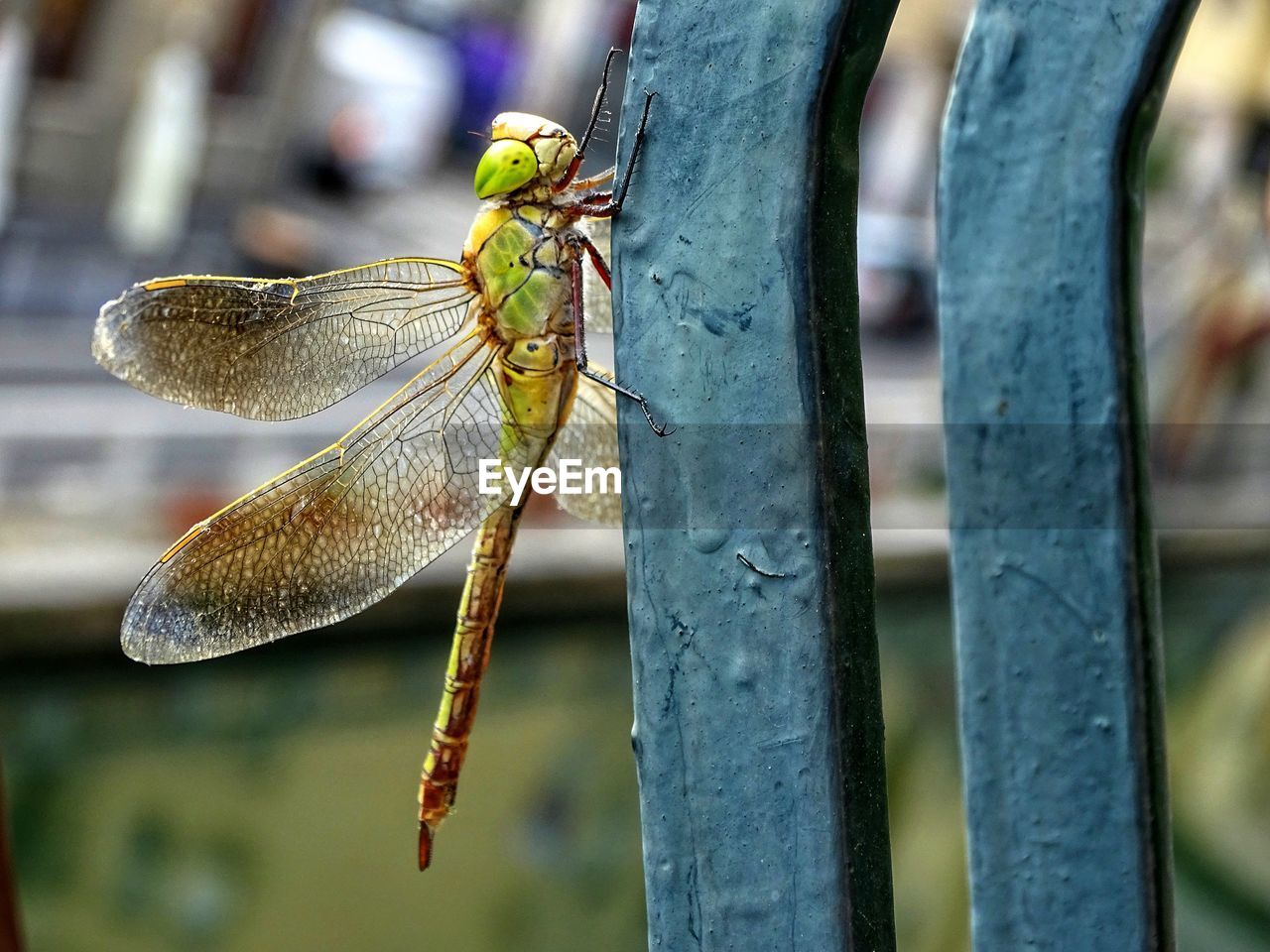 CLOSE-UP OF DRAGONFLY PERCHING
