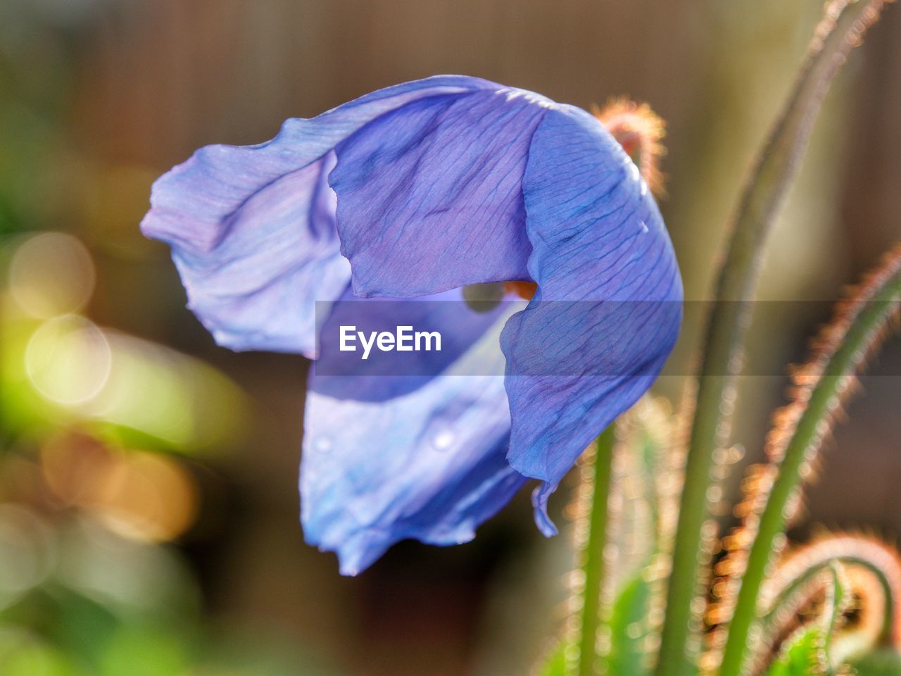 Close-up of purple flowering plant