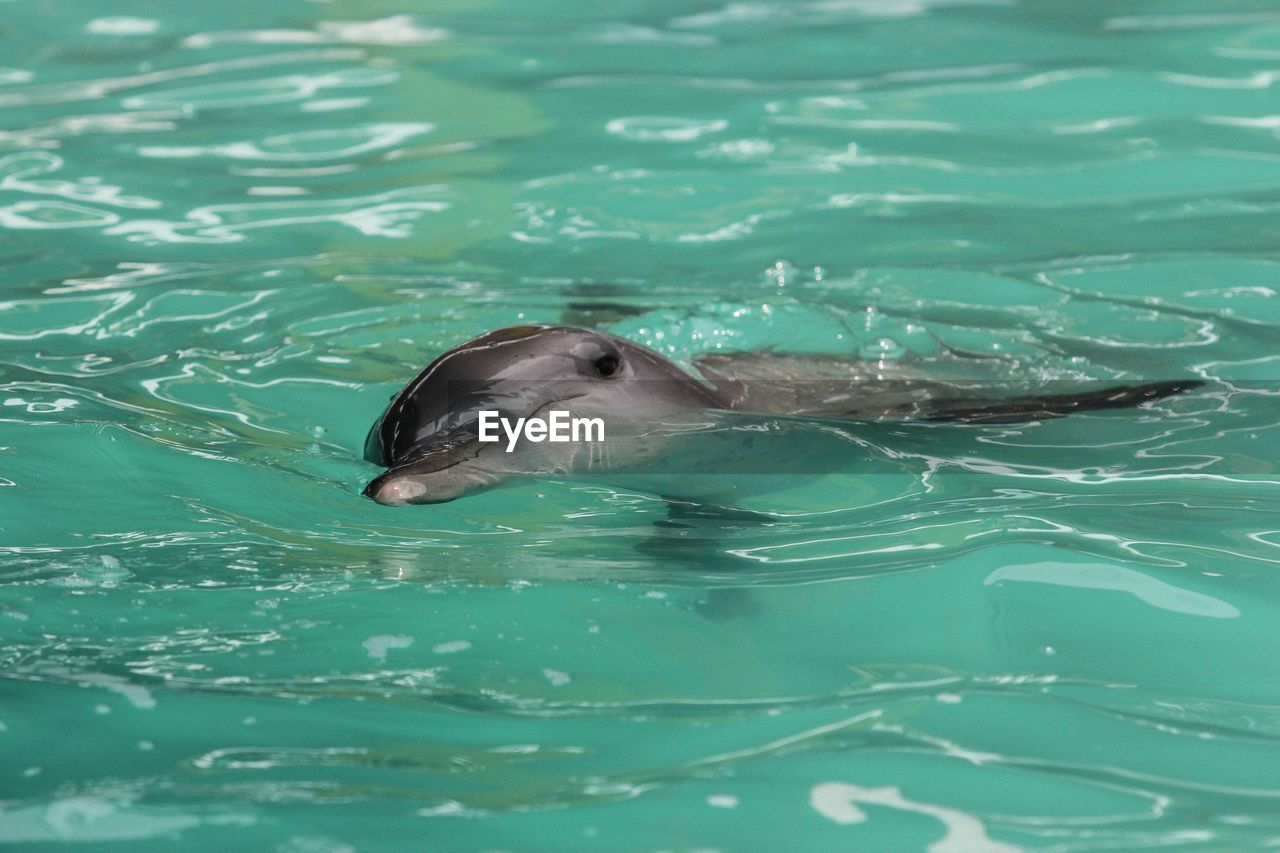 Dolphin in aquarium