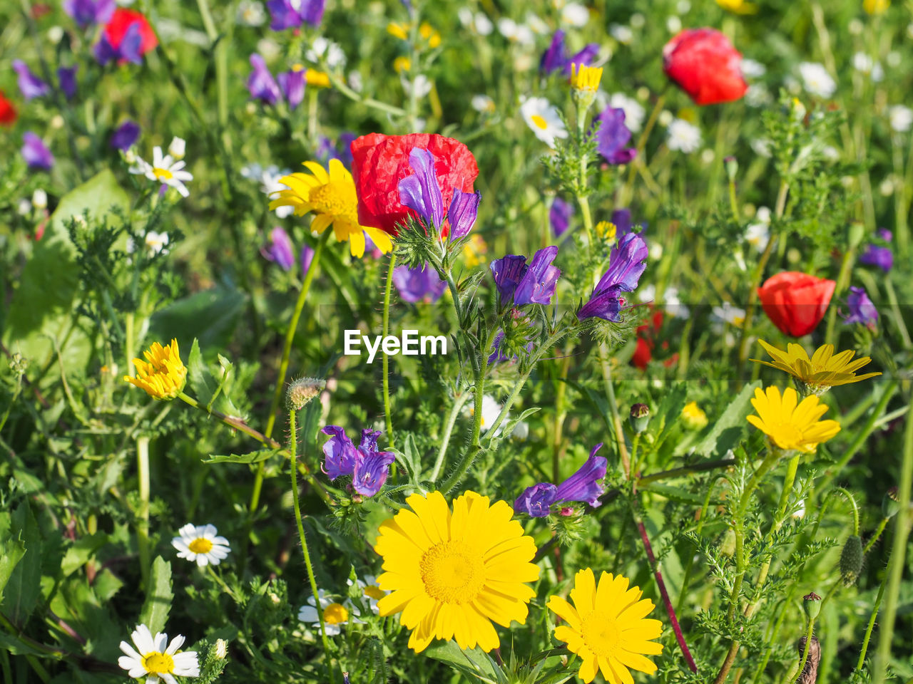 CLOSE-UP OF PURPLE FLOWERS