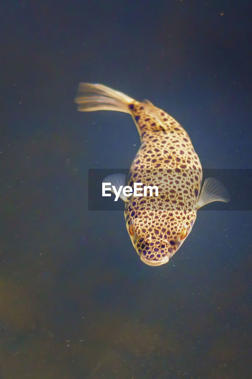 Close-up of fish swimming in sea