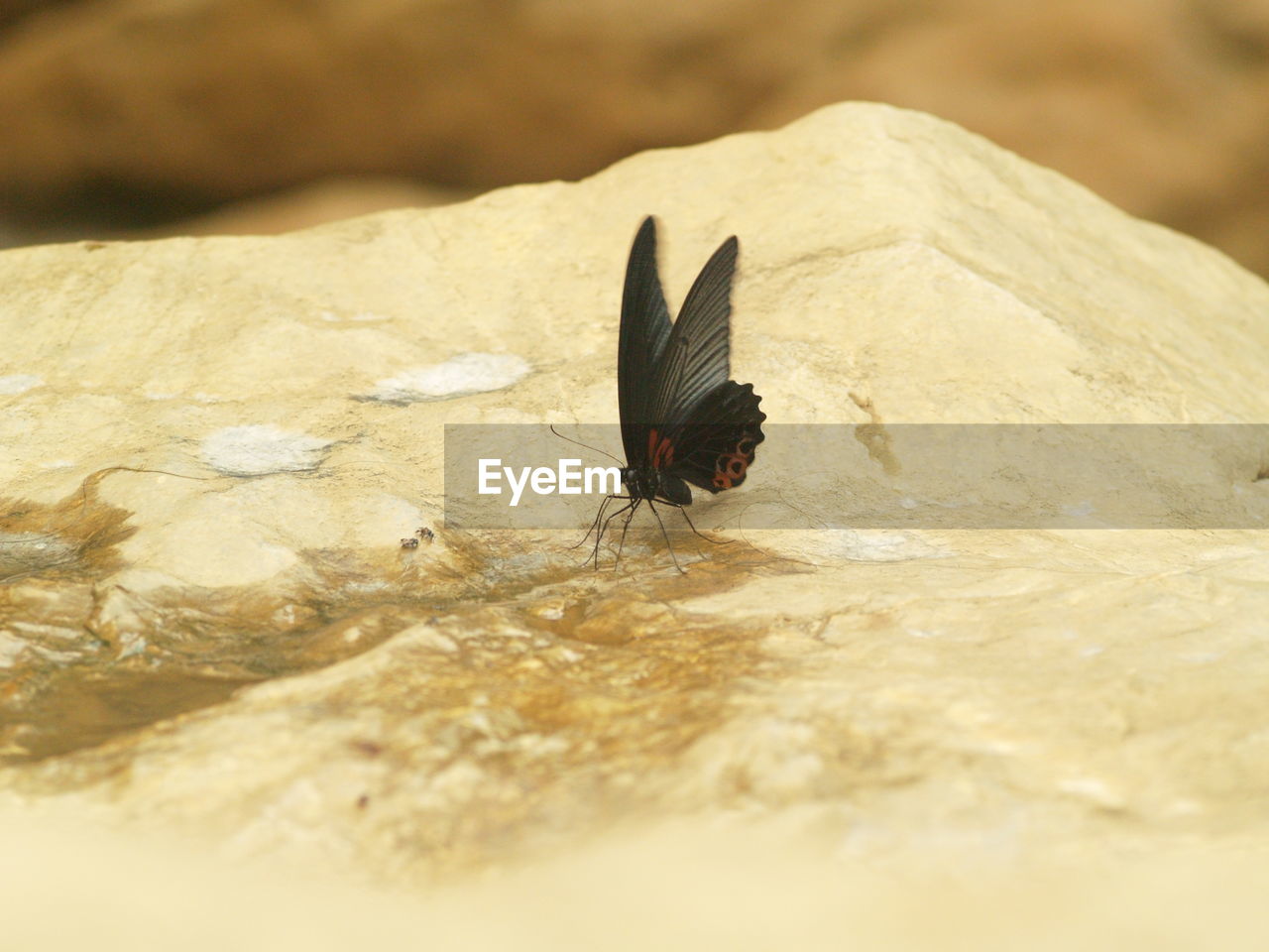 CLOSE-UP OF BLACK BUTTERFLY ON ROCK