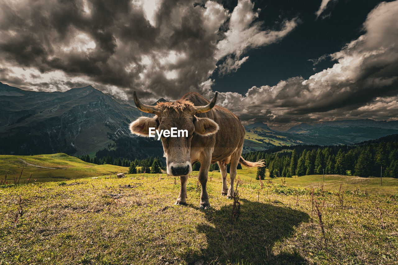 Cow standing on field against sky