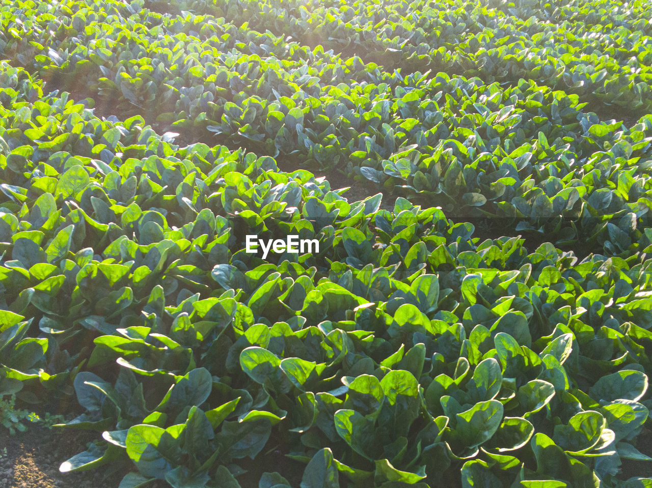 FULL FRAME SHOT OF FRESH GREEN FIELD