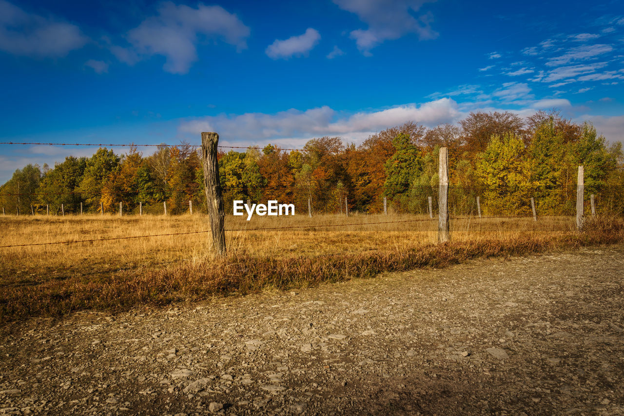 Trees on field against sky