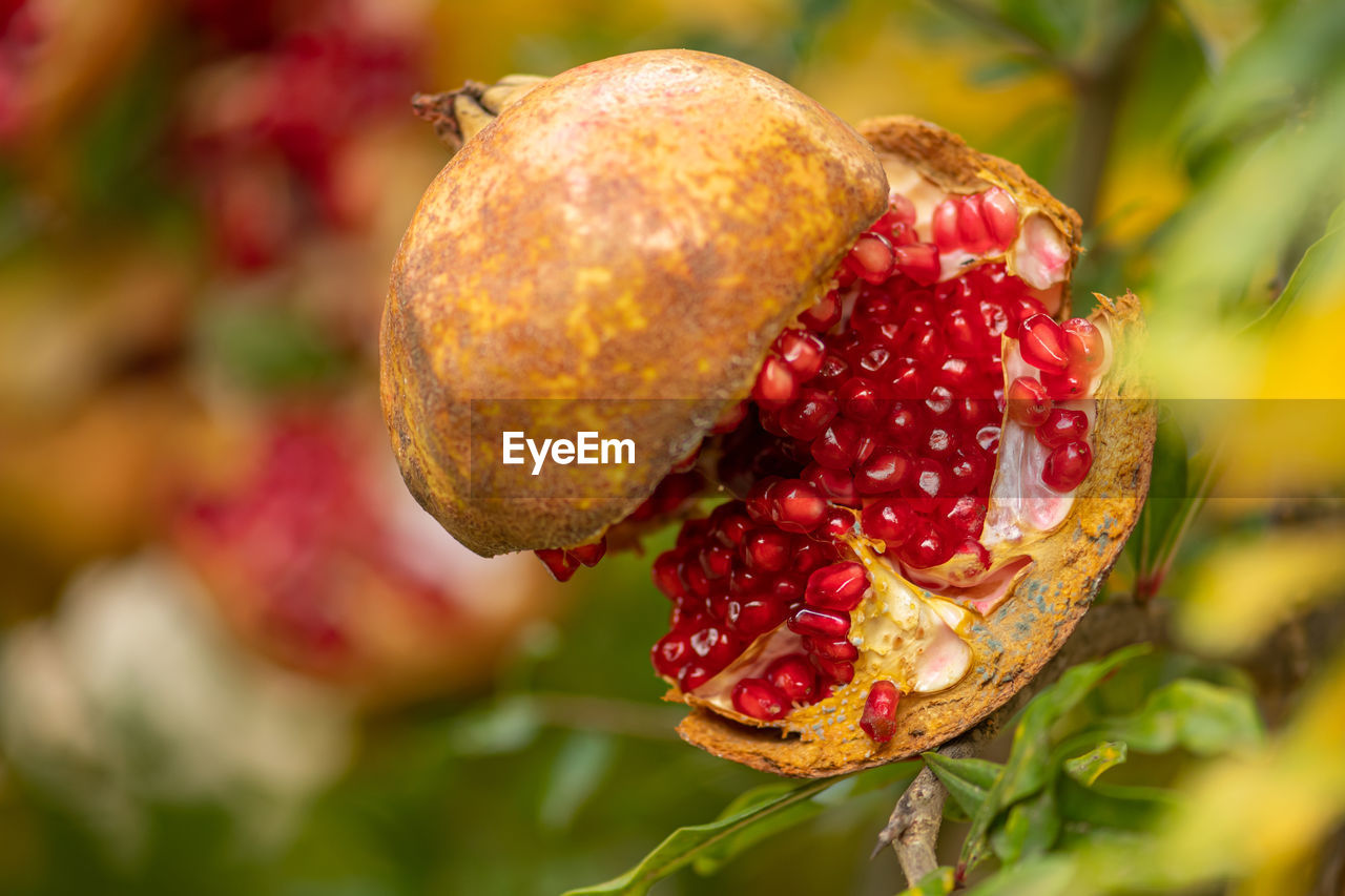 Open ripe pomegranate with red arils hanging from a branch in autumn, close up, vertical