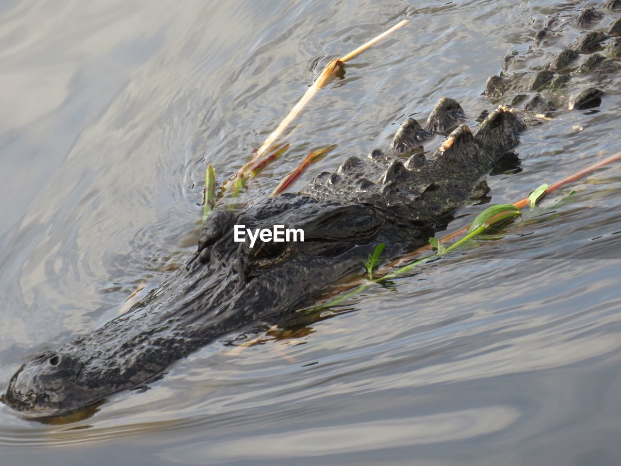 High angle view of an alligator swimming in sea