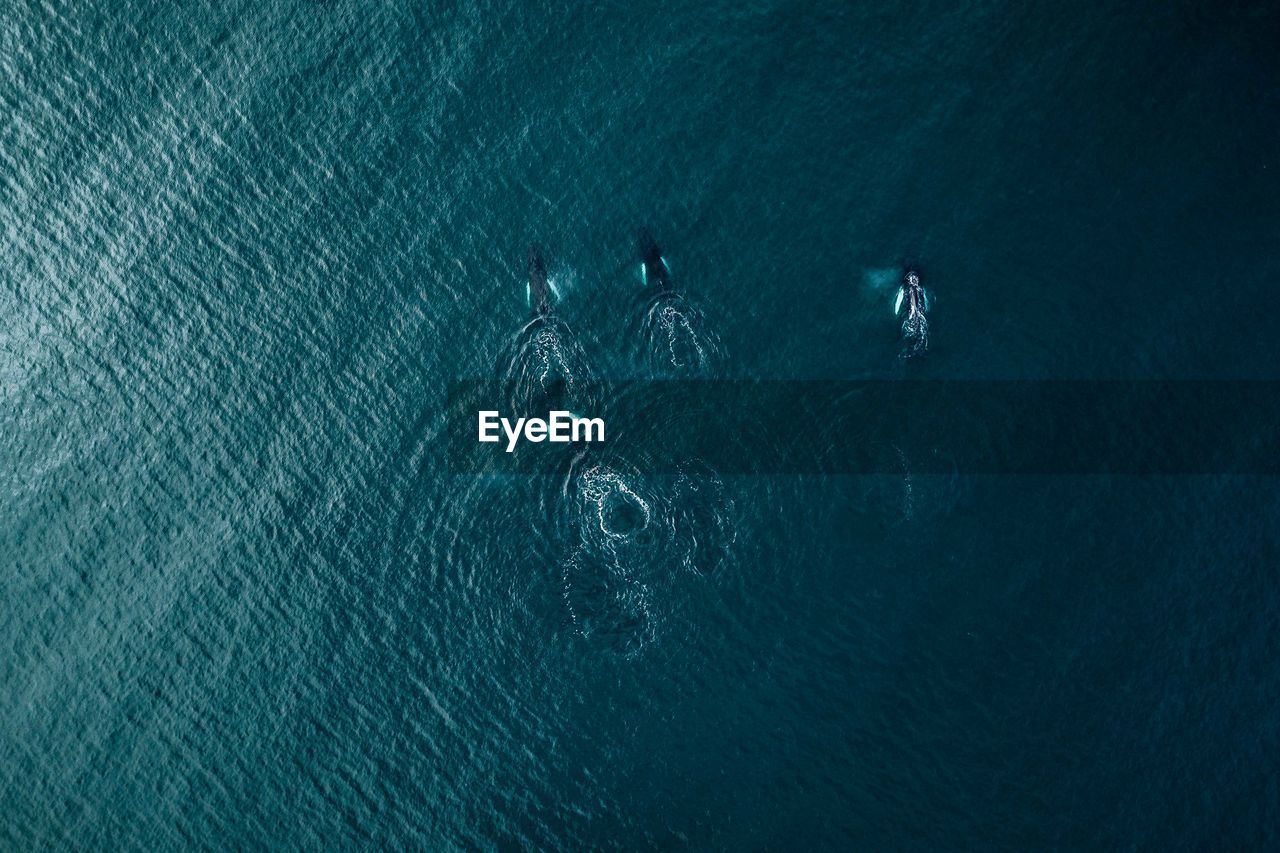 Aerial view of killer whales swimming in sea