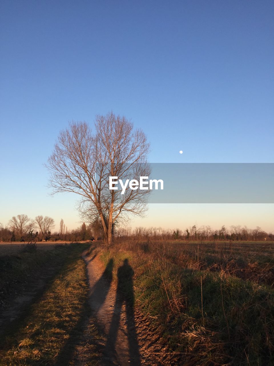 BARE TREES ON FIELD AGAINST CLEAR SKY