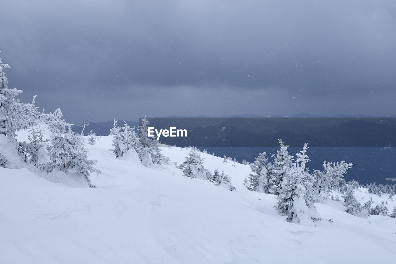 TREES ON SNOW COVERED LAND AGAINST SKY