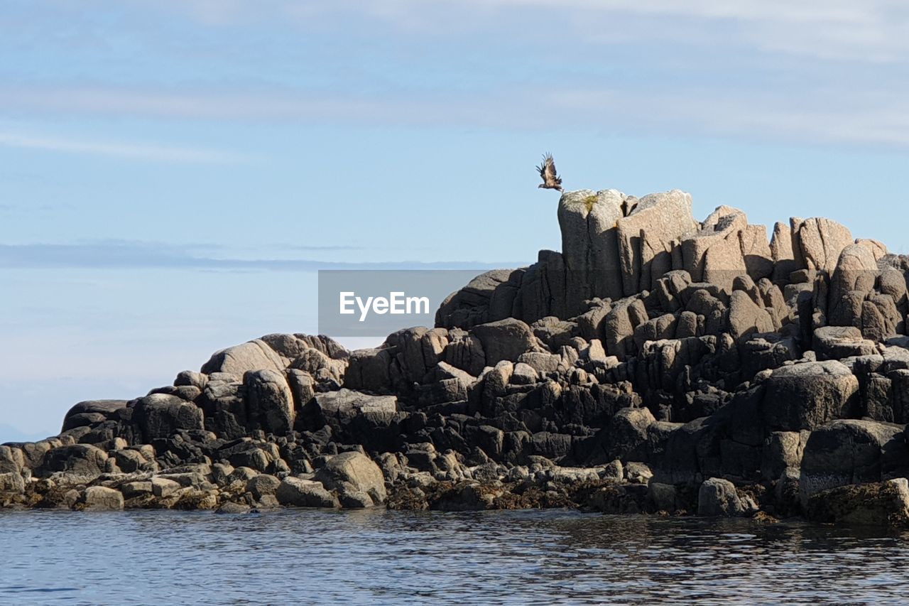 Sea eagle taking off