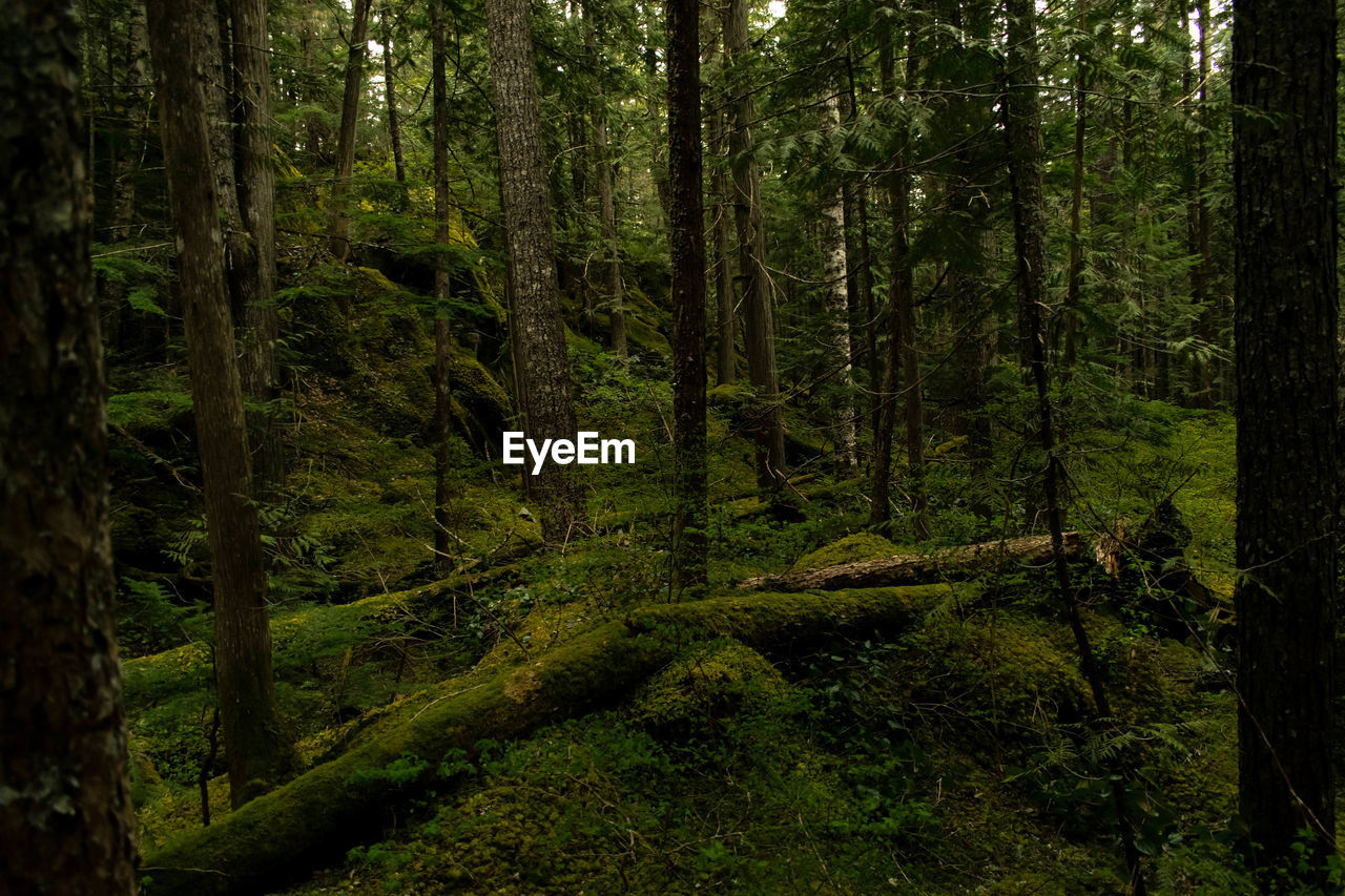 VIEW OF TREES IN FOREST