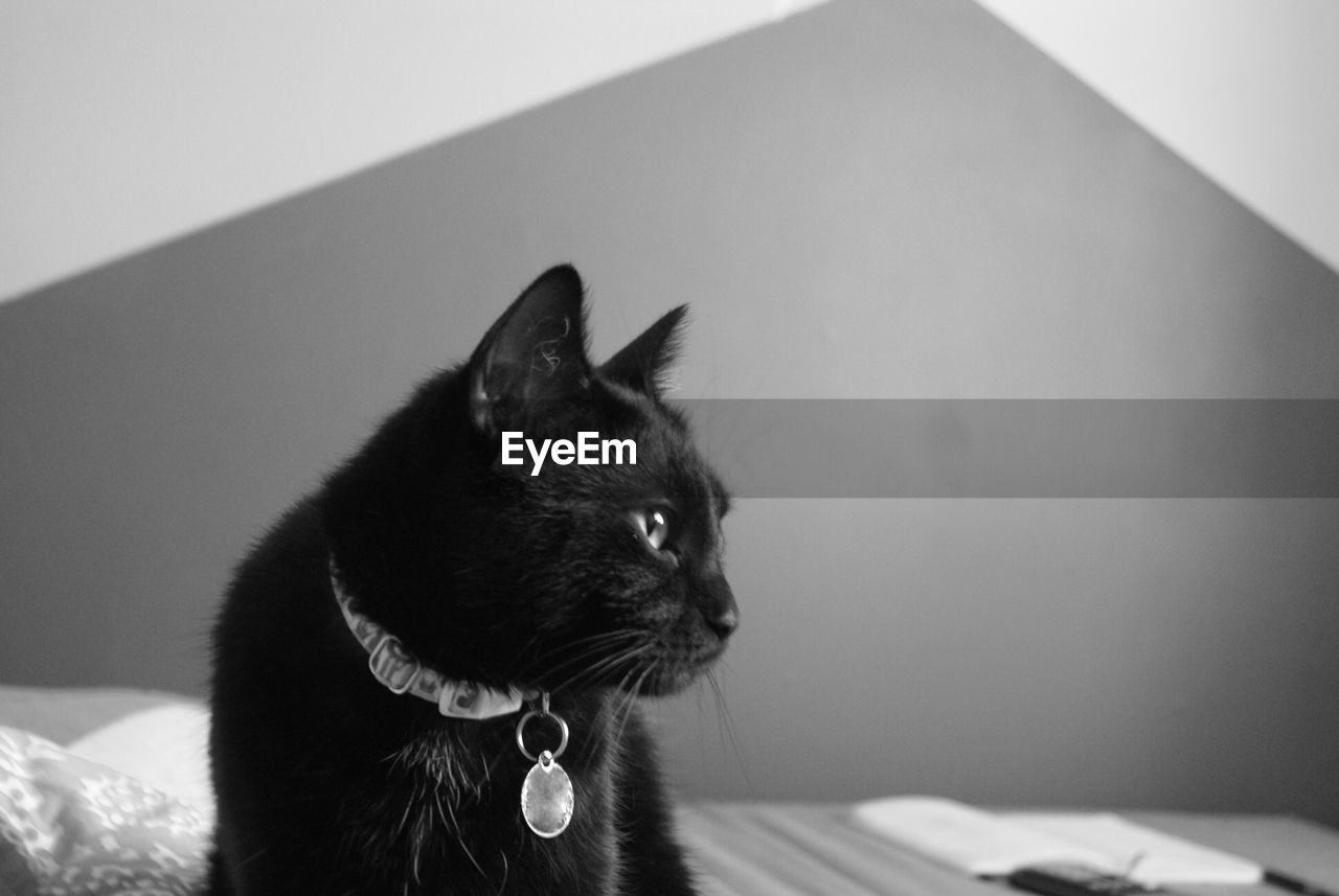 Close-up of a cat looking away at home