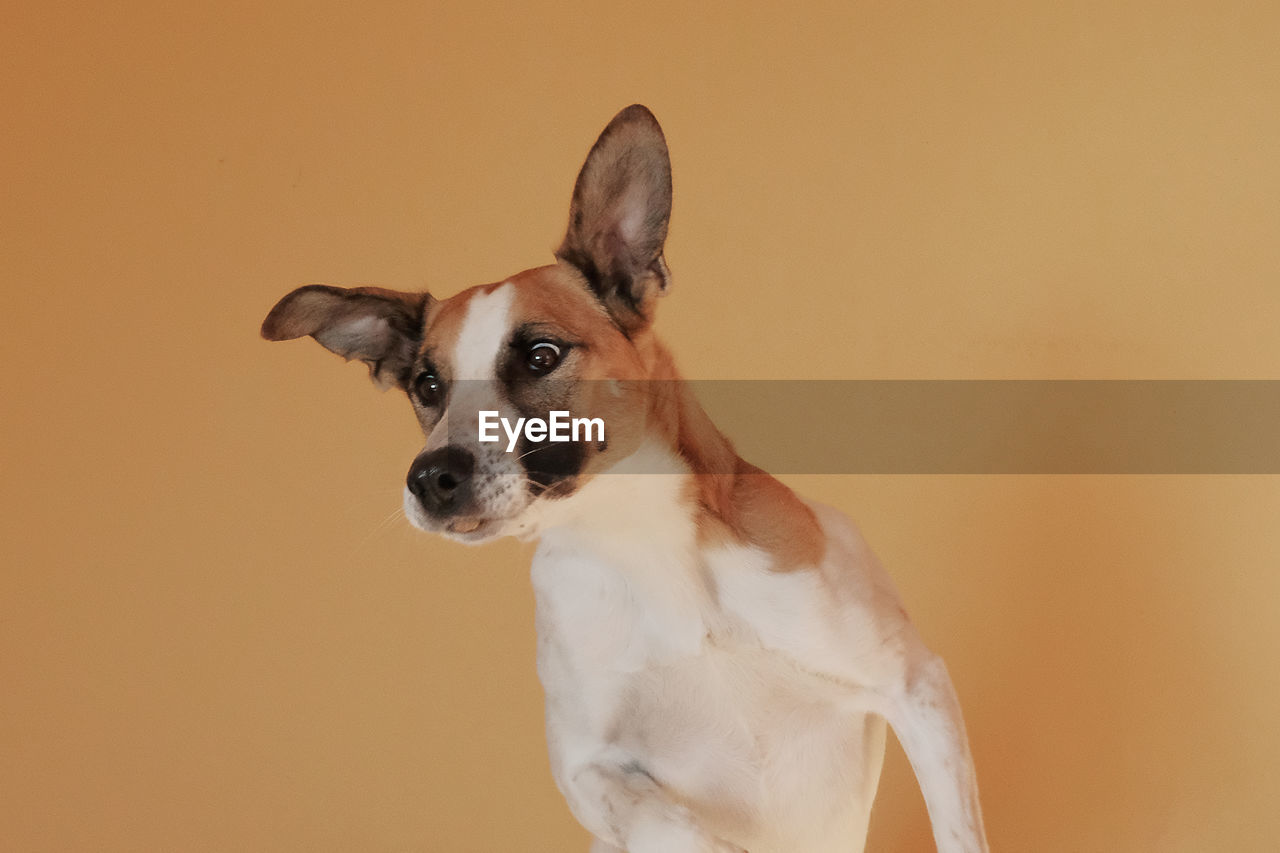 Close-up of dog sitting against orange background